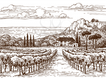 Countryside scenery. Hand drawn vineyard landscape. Vintage style vector illustration.