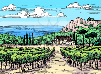 Hand drawn ink sketch. Colored vineyard landscape. Vintage style vector illustration.