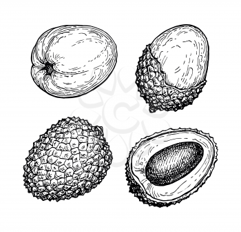 Ink sketch of lychee fruits. Isolated on white background. Hand drawn vector illustration. Retro style collection.