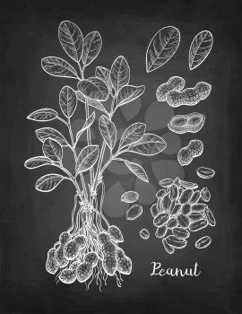 Peanut big set. Chalk sketch on blackboard background. Hand drawn vector illustration. Retro style.