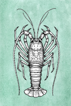 Ink sketch of spiny lobster on old paper background. Hand drawn vector illustration. Retro style.