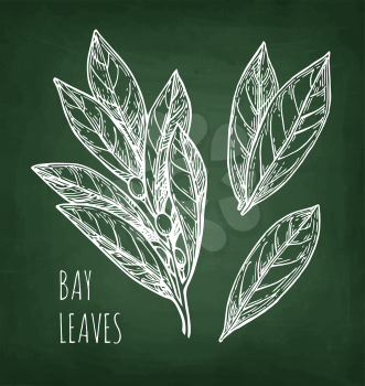 Bay leaves. Chalk sketch on blackboard background. Hand drawn vector illustration. Retro style.