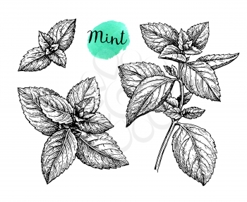Mint set. Isolated on white background. Hand drawn vector illustration. Retro style ink sketch.