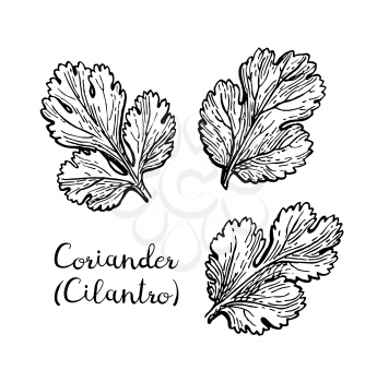 Coriander, also known as cilantro or Chinese parsley. Ink sketch set isolated on white background. Hand drawn vector illustration. Retro style.
