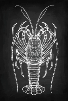 Spiny lobster. Chalk sketch on blackboard background. Hand drawn vector illustration. Retro style.