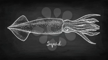 Squid. Chalk sketch on blackboard background. Hand drawn vector illustration. Retro style.
