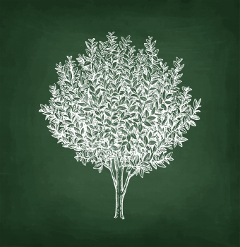 Bay laurel tree. Chalk sketch on blackboard background. Hand drawn vector illustration. Retro style.