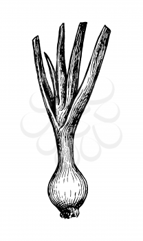 Scallion. Ink sketch isolated on white background. Hand drawn vector illustration. Retro style.