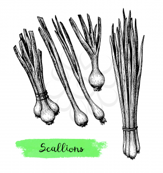 Scallions. Ink sketch isolated on white background. Hand drawn vector illustration. Retro style.
