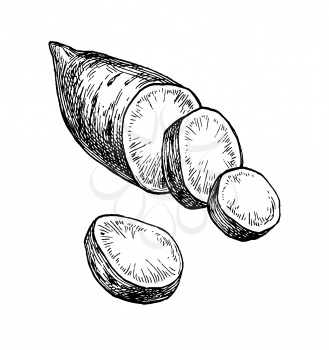 Sweet potato. Ink sketch of yam isolated on white background. Hand drawn vector illustration. Retro style.