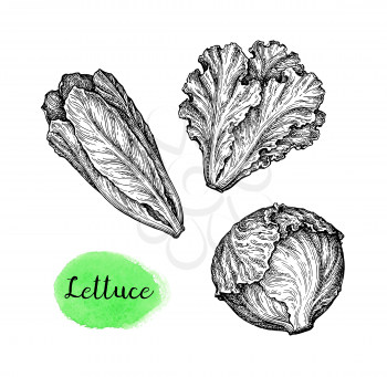 Lettuce and iceberg . Ink sketch isolated on white background. Hand drawn vector illustration. Retro style.