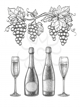 Bunches of grapes, champagne bottles and glasses. Ink sketch isolated on white background. Hand drawn vector illustration. Retro style.