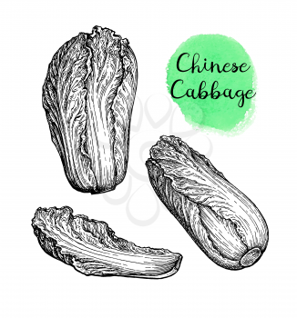 Napa or Chinese cabbage. Ink sketch isolated on white background. Hand drawn vector illustration. Retro style.