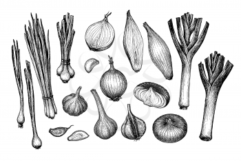 Big set. Onions, garlic, leeks and scallions. Ink sketch isolated on white background. Hand drawn vector illustration. Retro style.