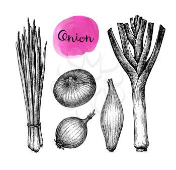 Onions, leeks and scallions. Set of ink sketches isolated on white background. Hand drawn vector illustration. Retro style.