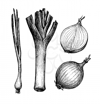 Onions, leeks and scallions. Set of ink sketches isolated on white background. Hand drawn vector illustration. Retro style.