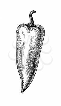 Cubanelle - long bell pepper. Ink sketch isolated on white background. Hand drawn vector illustration. Retro style.