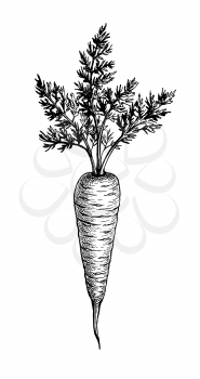Carrot with tops. Ink sketch isolated on white background. Hand drawn vector illustration. Retro style.
