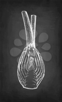 Chalk sketch of fennel bulbs on blackboard background. Hand drawn vector illustration. Retro style