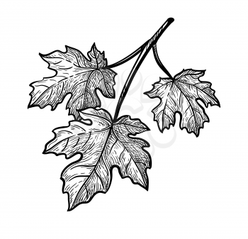 Ink sketch of maple branch. Three leaves. Hand drawn vector illustration isolated on white background. Retro style.