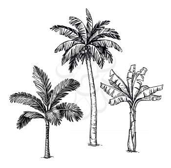 Ink sketch of palm trees. Isolated on white background. Hand drawn vector illustration. Retro style.