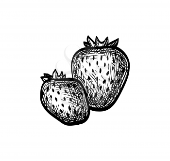 Strawberries. Ink sketch isolated on white background. Hand drawn vector illustration. Retro style.