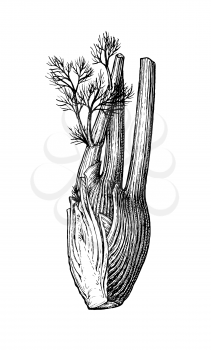 Ink sketch of fennel bulb isolated on white background. Hand drawn vector illustration. Retro style.