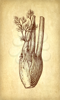 Ink sketch of fennel bulbs on old paper background. Hand drawn vector illustration. Retro style. 