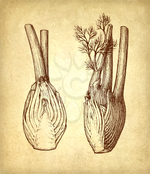 Ink sketch of fennel bulbs on old paper background. Hand drawn vector illustration. Retro style. 