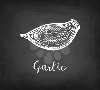 Chalk sketch of garlic on blackboard background. Hand drawn vector illustration. Retro style.