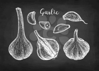Chalk sketch of garlic on blackboard background. Hand drawn vector illustration. Retro style.