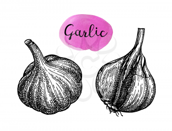 Ink sketch of garlic isolated on white background. Hand drawn vector illustration. Retro style. 