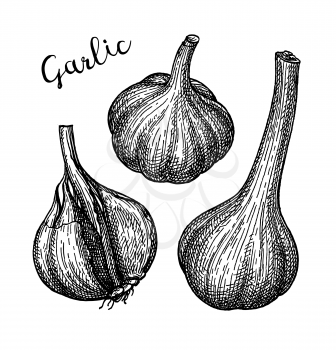 Ink sketch of garlic isolated on white background. Hand drawn vector illustration. Retro style. 