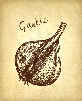 Ink sketch of garlic on old paper background. Hand drawn vector illustration. Retro style.