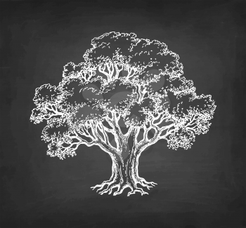 Chalk sketch of oak tree on blackboard background. Hand drawn vector illustration. Retro style.
