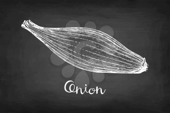 Chalk sketch of onion on blackboard background. Hand drawn vector illustration. Retro style. 