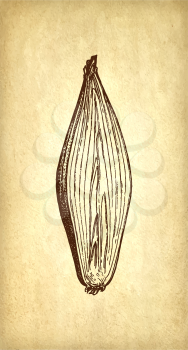 Ink sketch of onion on old paper background. Hand drawn vector illustration. Retro style.