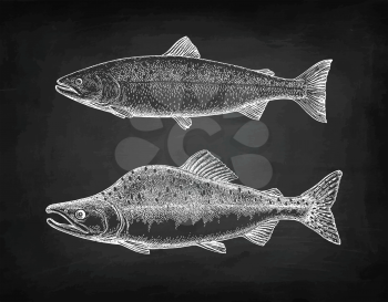 Chalk sketch of pink (humpback) salmon on blackboard background. Hand drawn vector illustration of fish. Retro style.