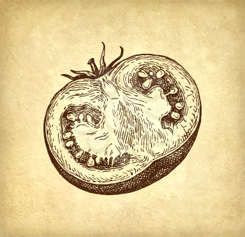 Ink sketch of tomatoes on old paper background. Hand drawn vector illustration. Retro style.