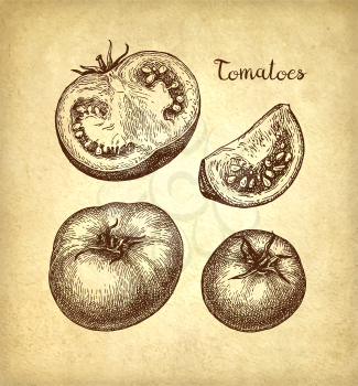 Ink sketch of tomatoes on old paper background. Hand drawn vector illustration. Retro style.