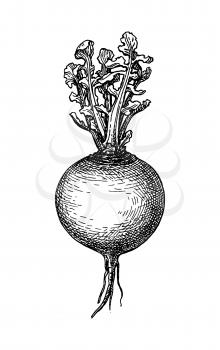 Ink sketch of turnip isolated on white background. Hand drawn vector illustration. Retro style. 