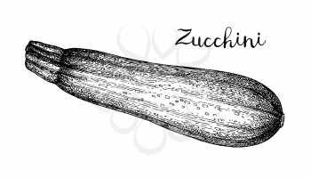 Zucchini. Ink sketch isolated on white background. Hand drawn vector illustration. Retro style. 