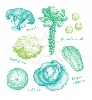 Big collection of cabbage. Ink sketch set isolated on white background. Hand drawn vector illustration. Retro style.