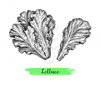 Lettuce. Ink sketch isolated on white background. Hand drawn vector illustration. Retro style.