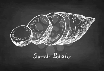 Sweet potato. Chalk sketch of yam on blackboard background. Hand drawn vector illustration. Retro style.