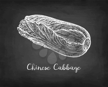 Napa or Chinese cabbage. Chalk sketch on blackboard background. Hand drawn vector illustration. Retro style.