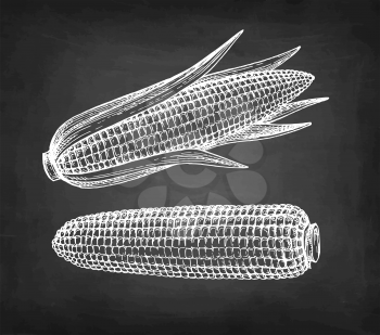 Cobs of corn. Chalk sketch of maize on blackboard background. Hand drawn vector illustration. Retro style.