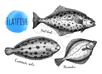 Flatfish. Ink sketch of halibut, common sole and flounder. Hand drawn vector illustration isolated on white background. Retro style.