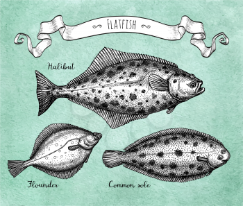Flatfish. Ink sketch of halibut, common sole and flounder. Hand drawn vector illustration on old paper background. Retro style.
