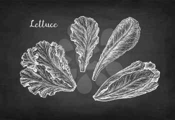 Lettuce set. Chalk sketch on blackboard background. Hand drawn vector illustration. Retro style.